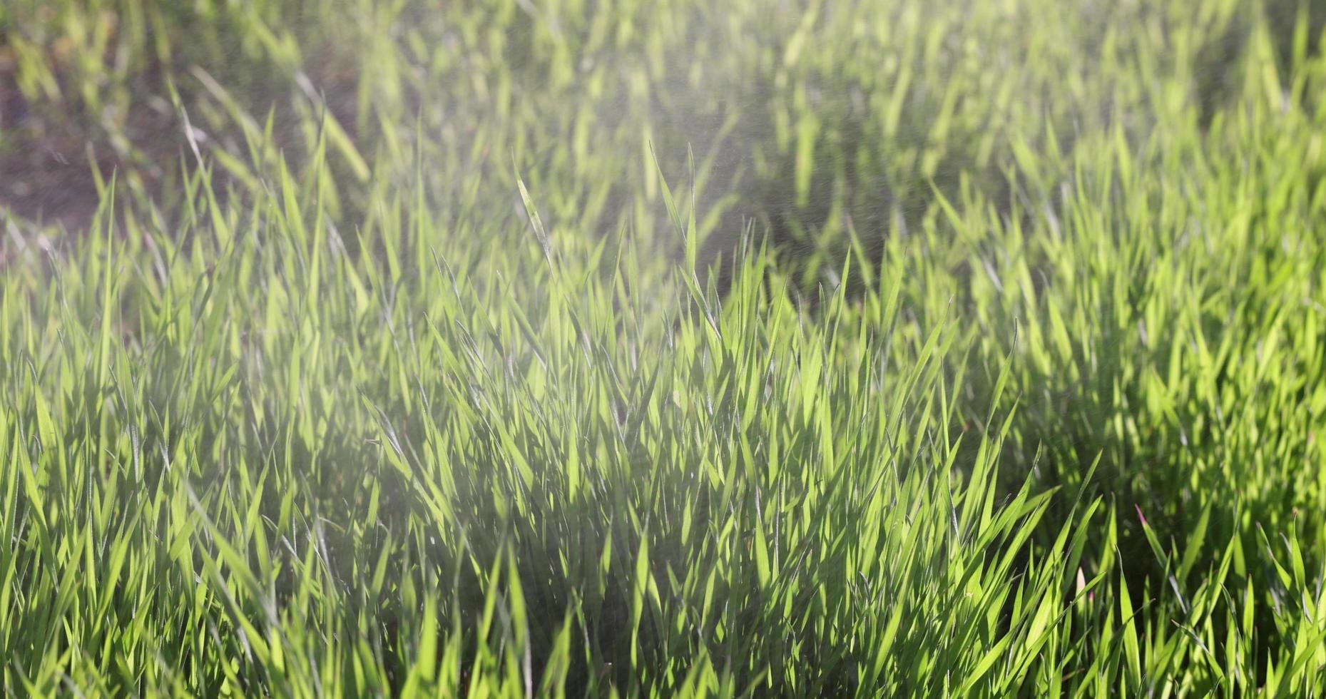 green grass in windy weather and water drops flying nearby photo