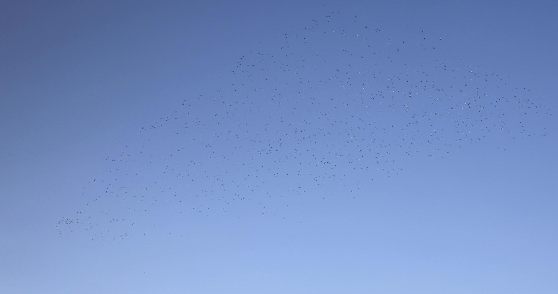 a large flock of birds flying in the blue sky photo