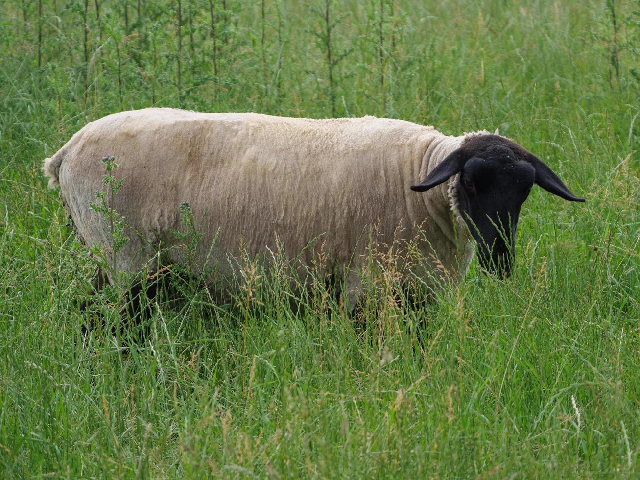 sheeps on a field in germany photo