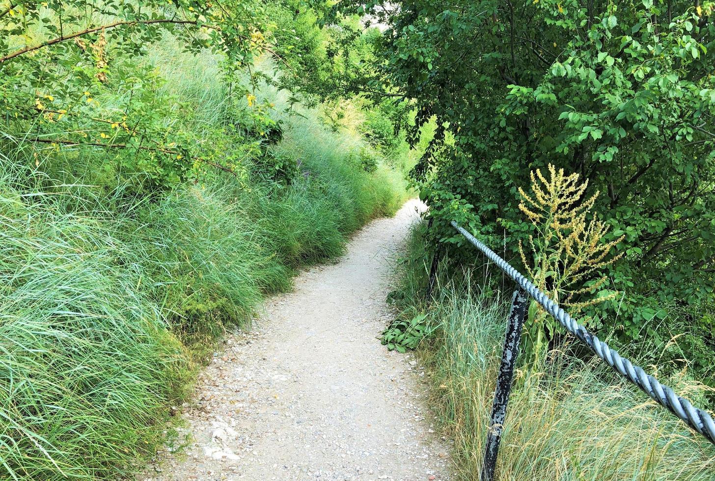 A path between the trees photo
