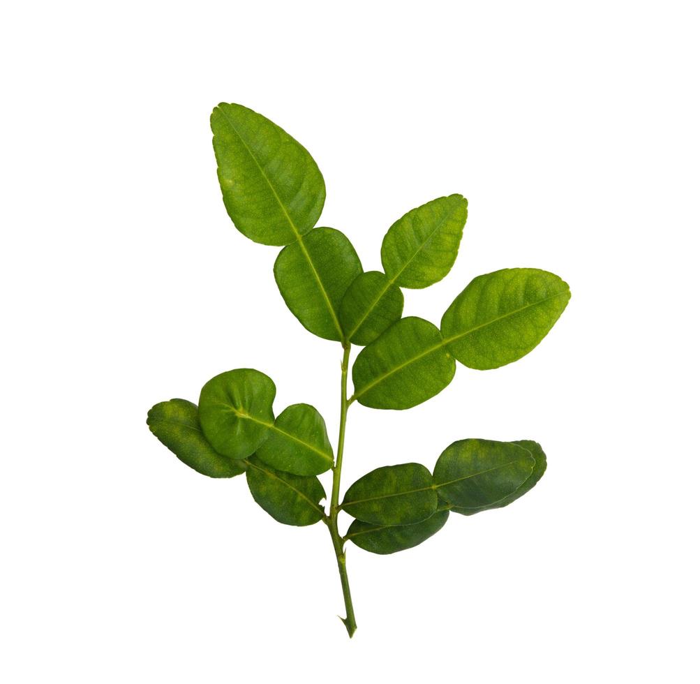 Dark green kaffir lime leaves on a white background with clipping path. photo