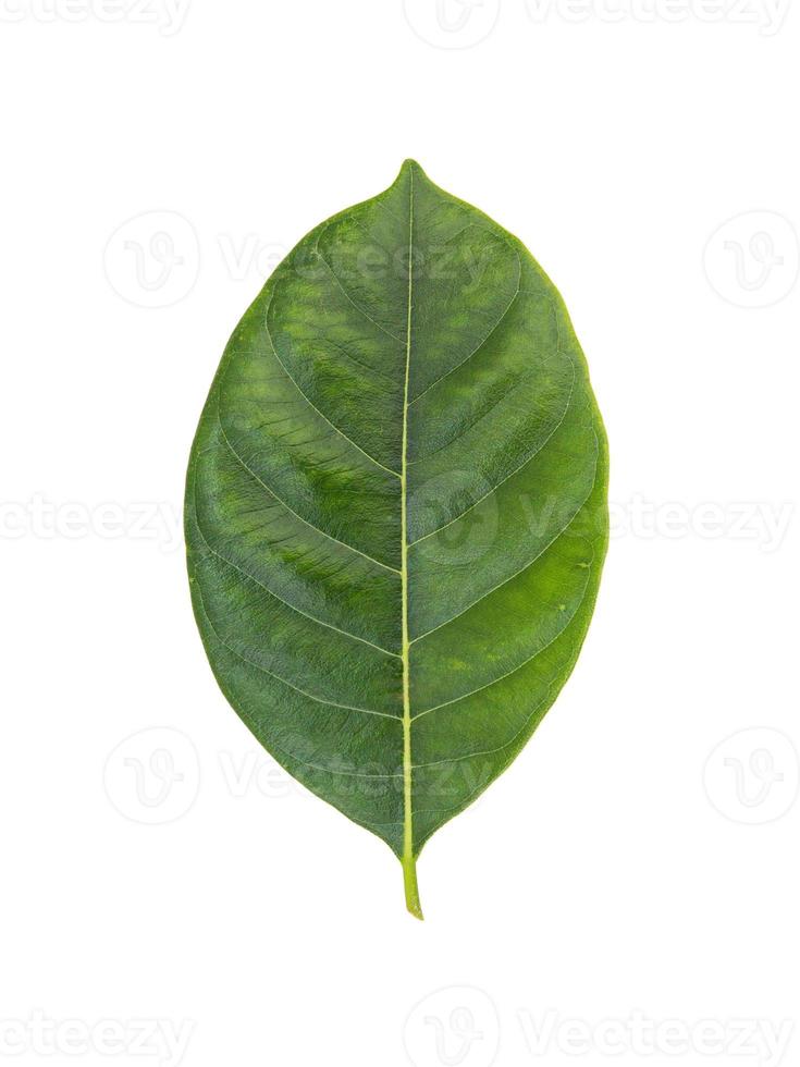 a leaf of jackfruit on a white background with clipping path. photo