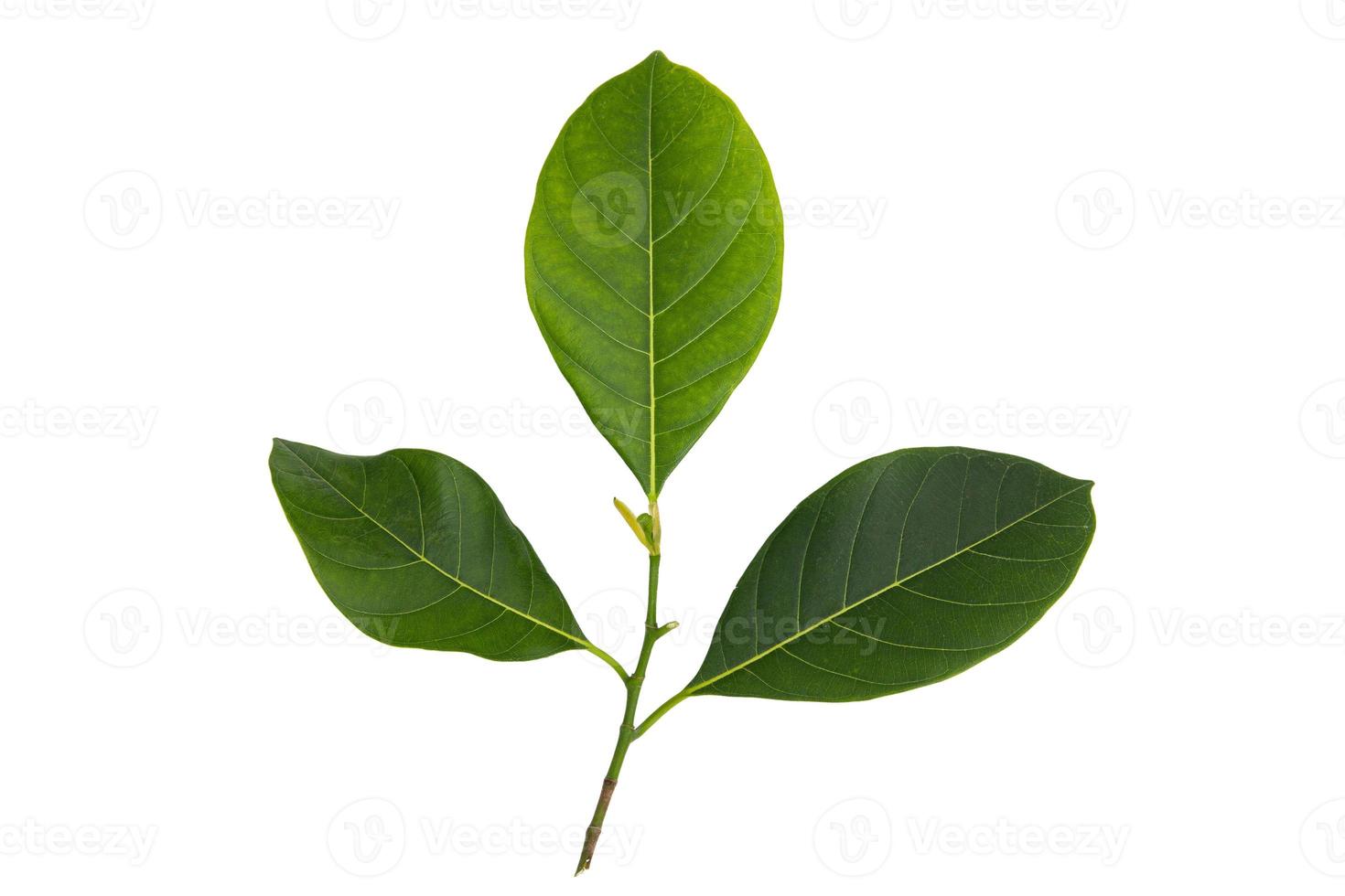 Three jackfruit leaves on a white background with clipping path. photo