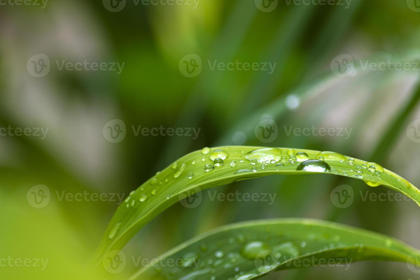 primer plano de la cepa de hierba con gotas de lluvia. copie el espacio fondo verde foto