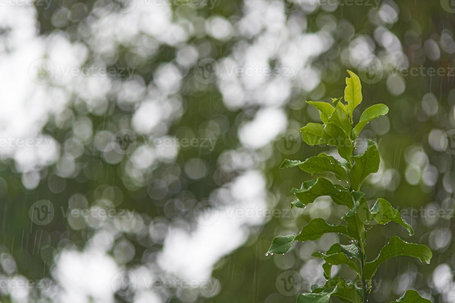 Rainy day background with water drop on green leave. photo