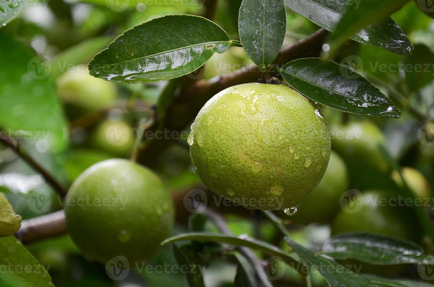 limón en el árbol, después de la lluvia 2 foto