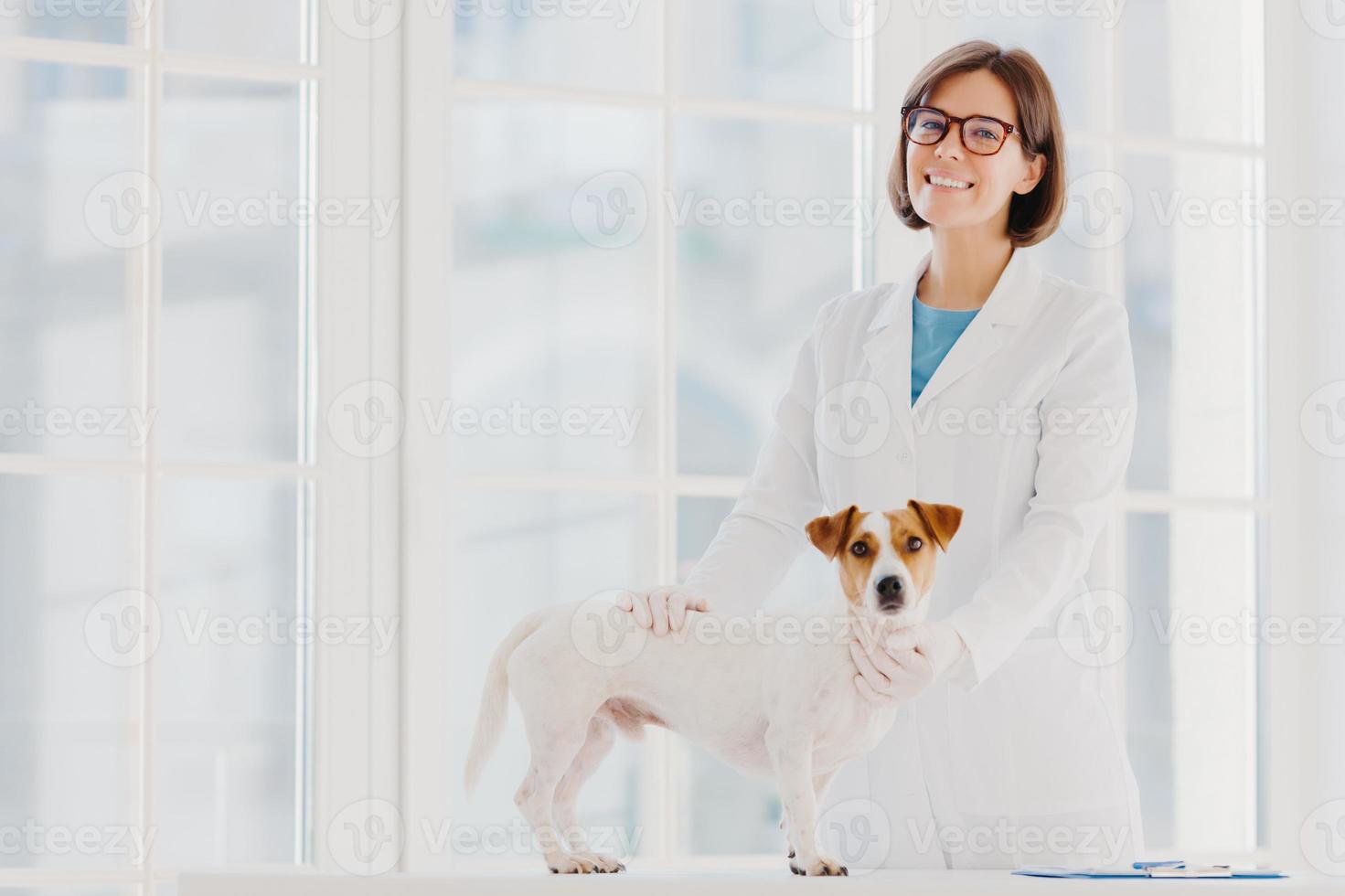 cuidado y salud de los animales. toma interior de una veterinaria con bata blanca y guantes médicos, se para cerca de la mesa de examen, examina al perro, al cachorro de mascotas, posa en una clínica veterinaria moderna contra una ventana grande. foto