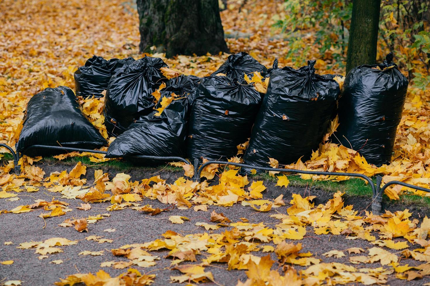 tiro de saco negro lleno de hojas de otoño. limpieza del parque durante noviembre. muchas basuras con follaje amarillo foto