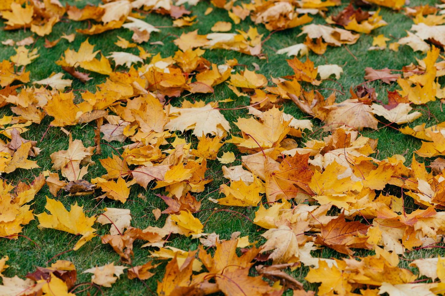 Autuman background. Golden fallen leaves lie on green lawn. Foliage carpet. Close up. High quality resolution. Sunny day photo