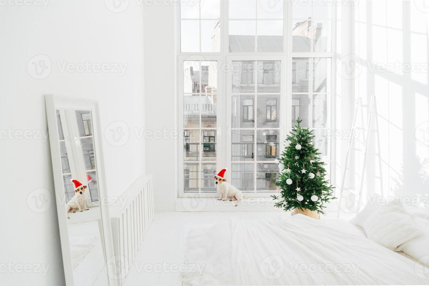 Merry Christmas and New Year concept. Holiday decoration. Pedigree dog in Santa Claus on windowsill of spacious bedroom, decorated firtree, mirror with reflection of room photo