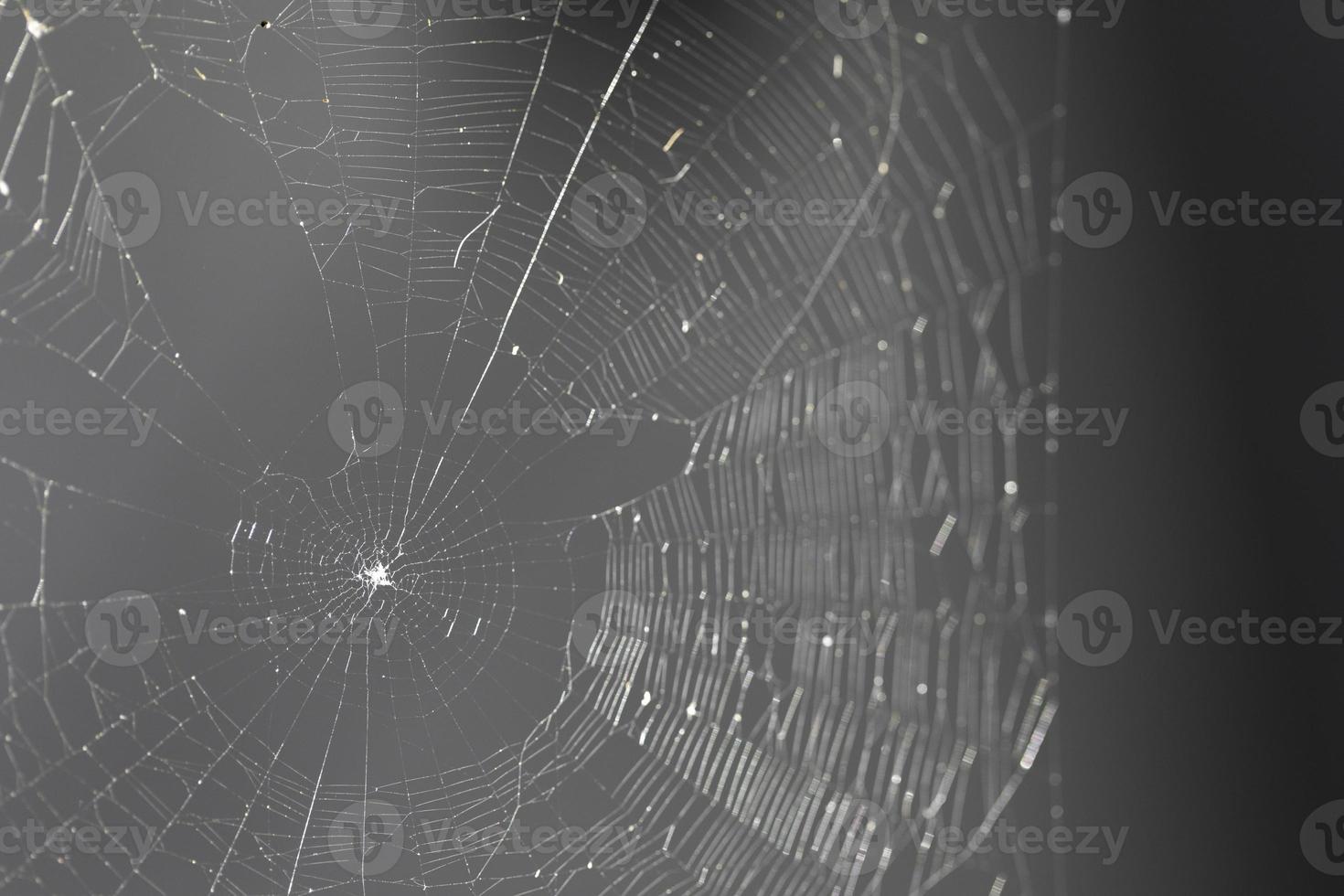 Spider On Web photo