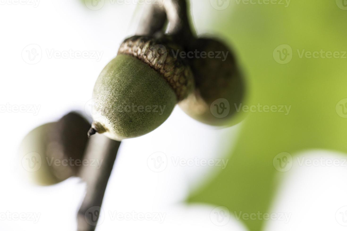 bellotas en arbol foto