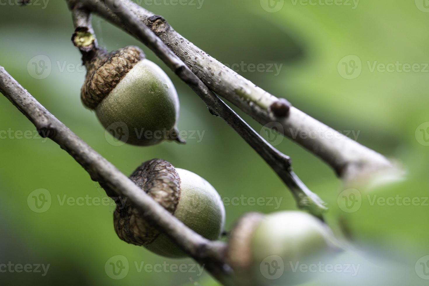 bellotas en arbol foto