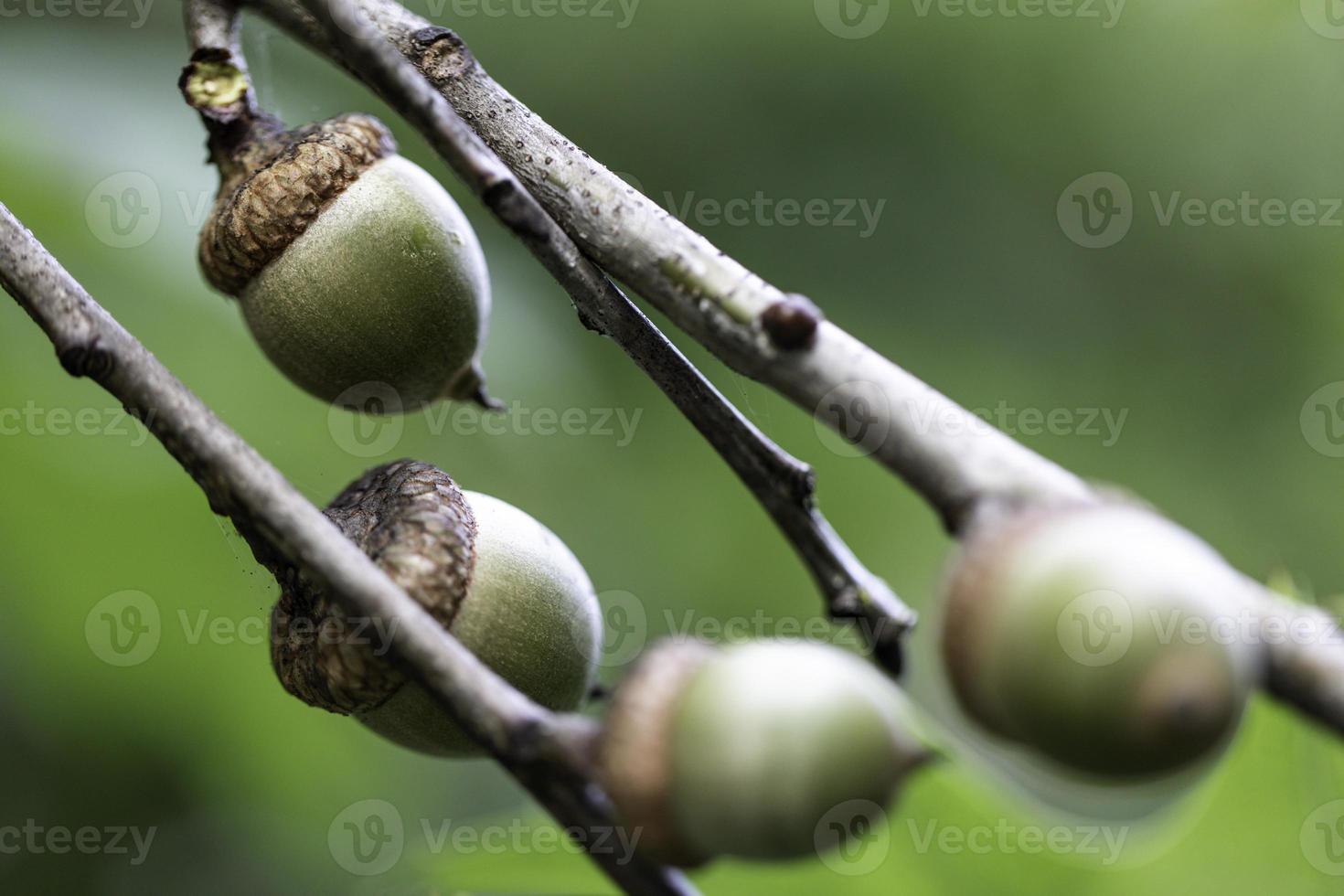 bellotas en arbol foto