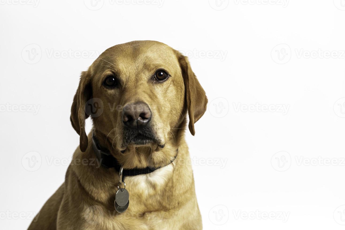 Yellow Lab or Labrador Retriever photo