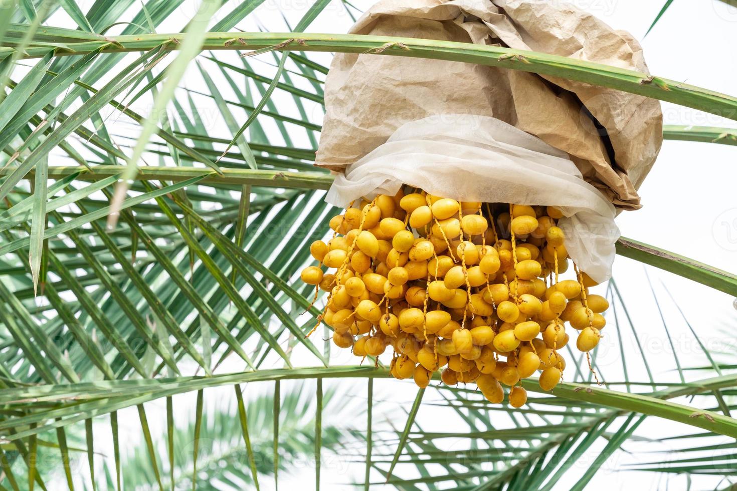 Closeup Barhi Dates palm yellow fruits Phoenix Dactylifera on the clusters in organic fruit garden for harvesting photo