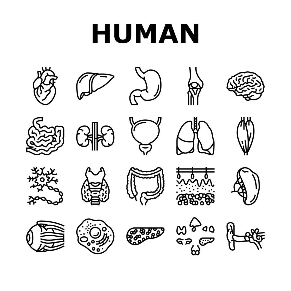 conjunto de iconos de anatomía de órganos internos humanos vector