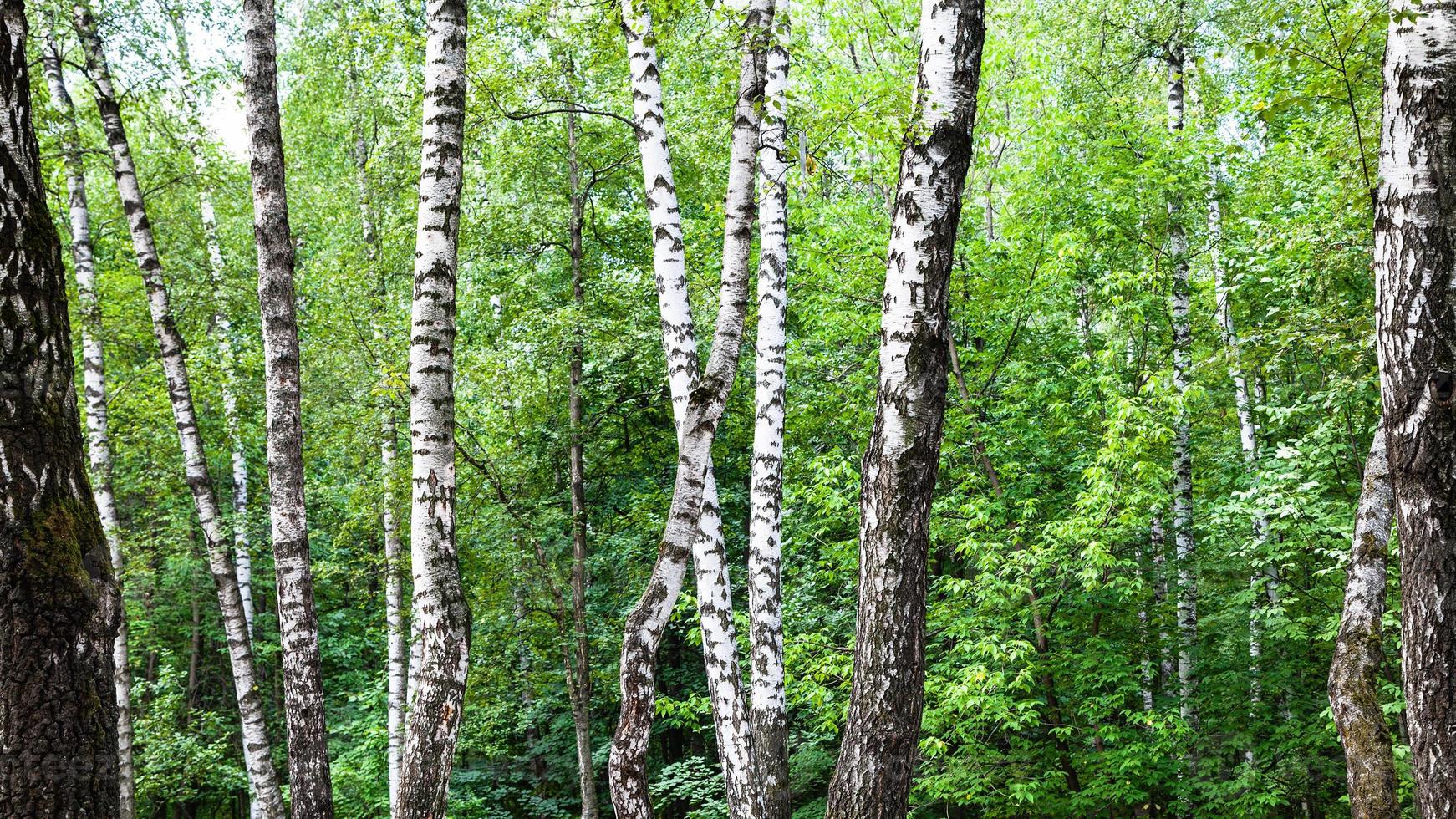 white birch trees in green forest on summer day photo