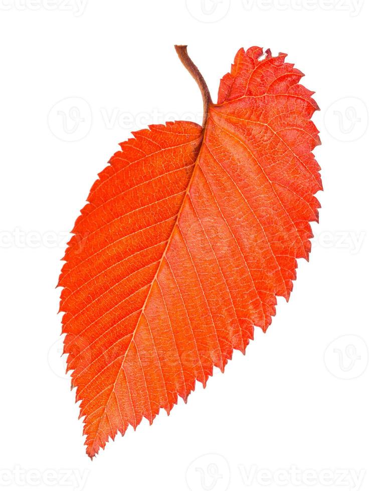 orange and red fallen leaf of elm tree isolated photo