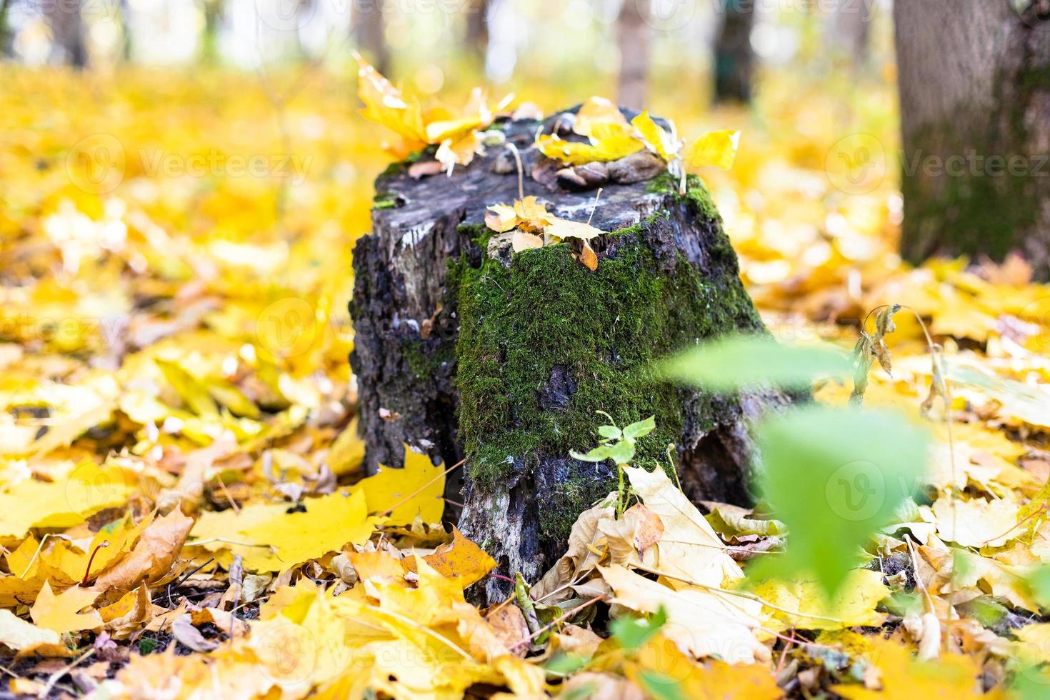 mossy tree stump in clearing covered yellow leaves photo