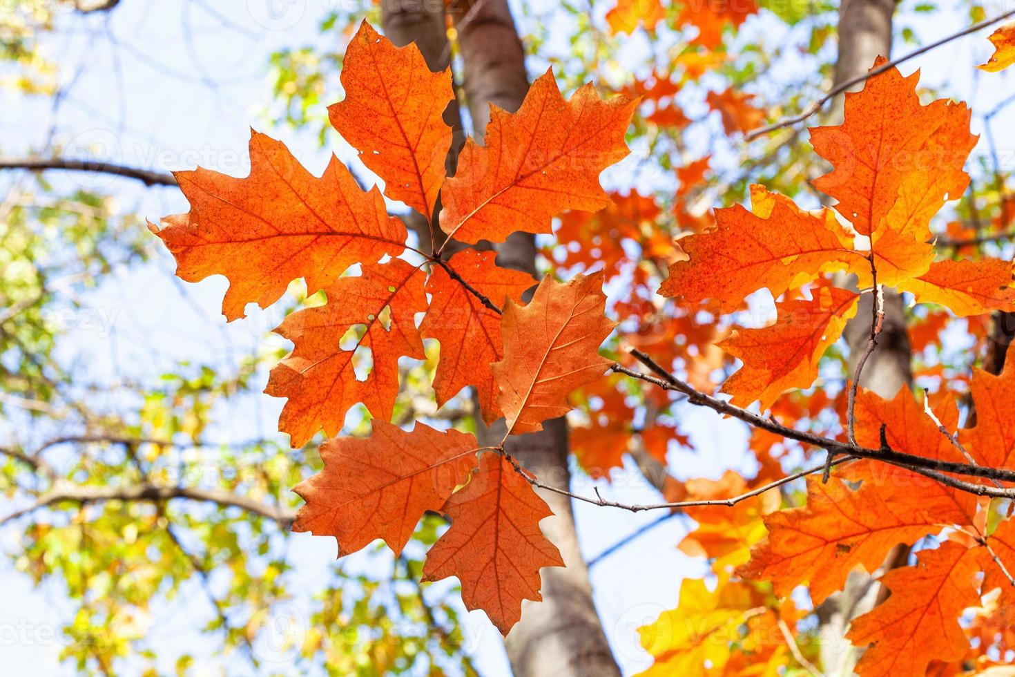 branch with orange leaves of Red Oak tree close up photo