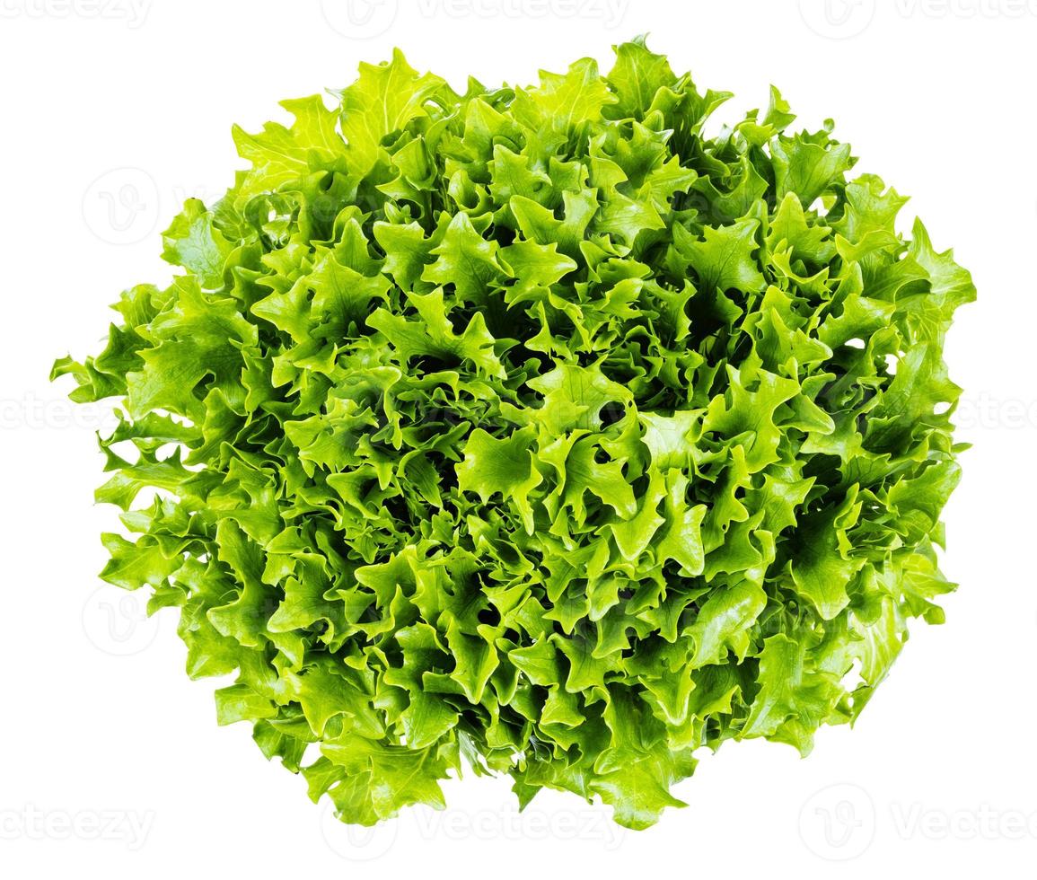 top view of green leaves of curly lettuce isolated photo