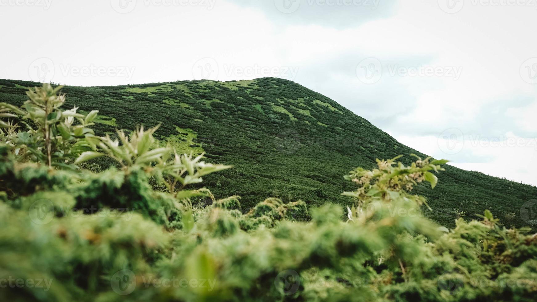 Green mountains of Carpathians in middle of forest against background of a dramatic sky photo