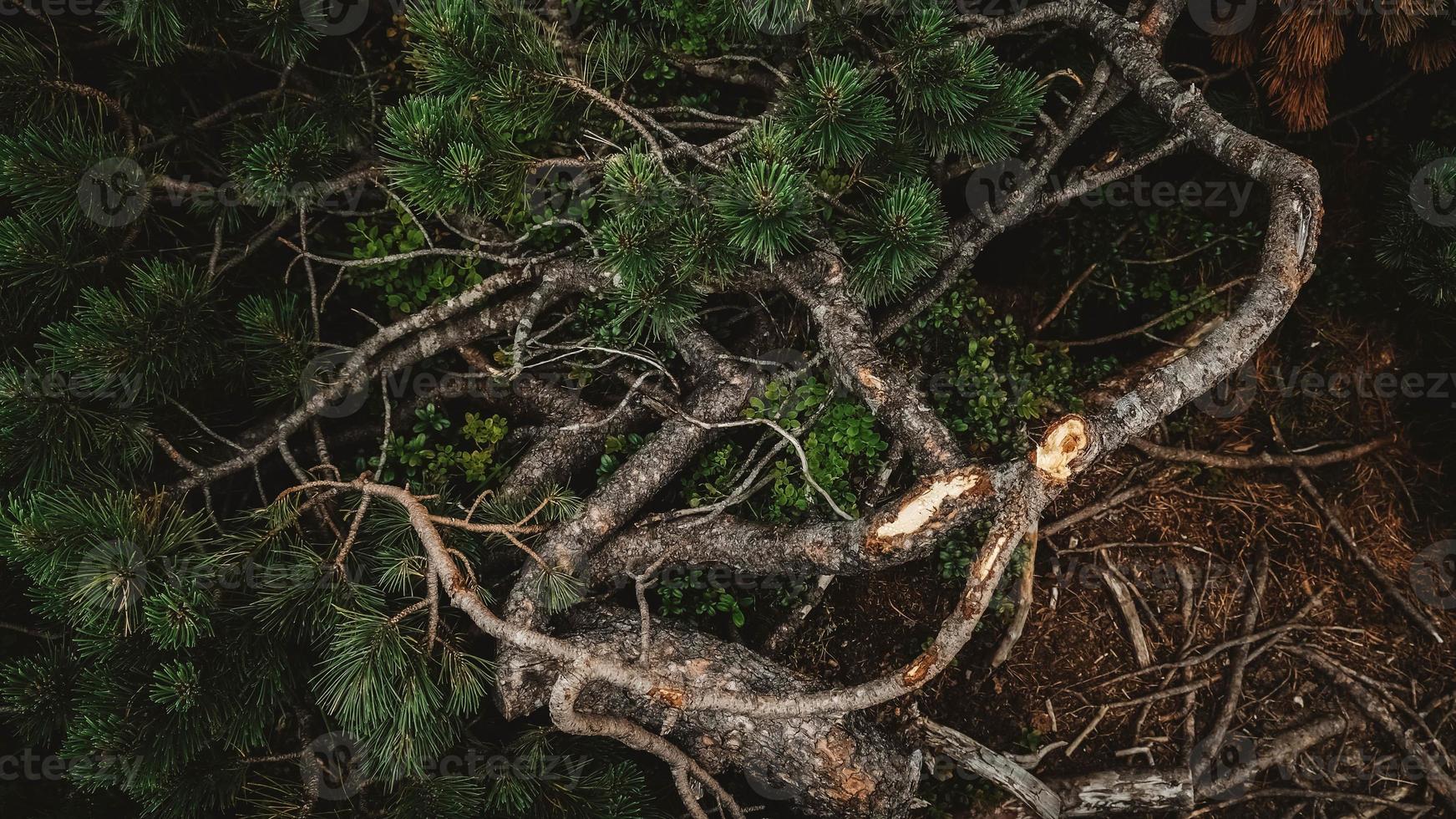 Broken branches of a mountain pine on the ground background photo