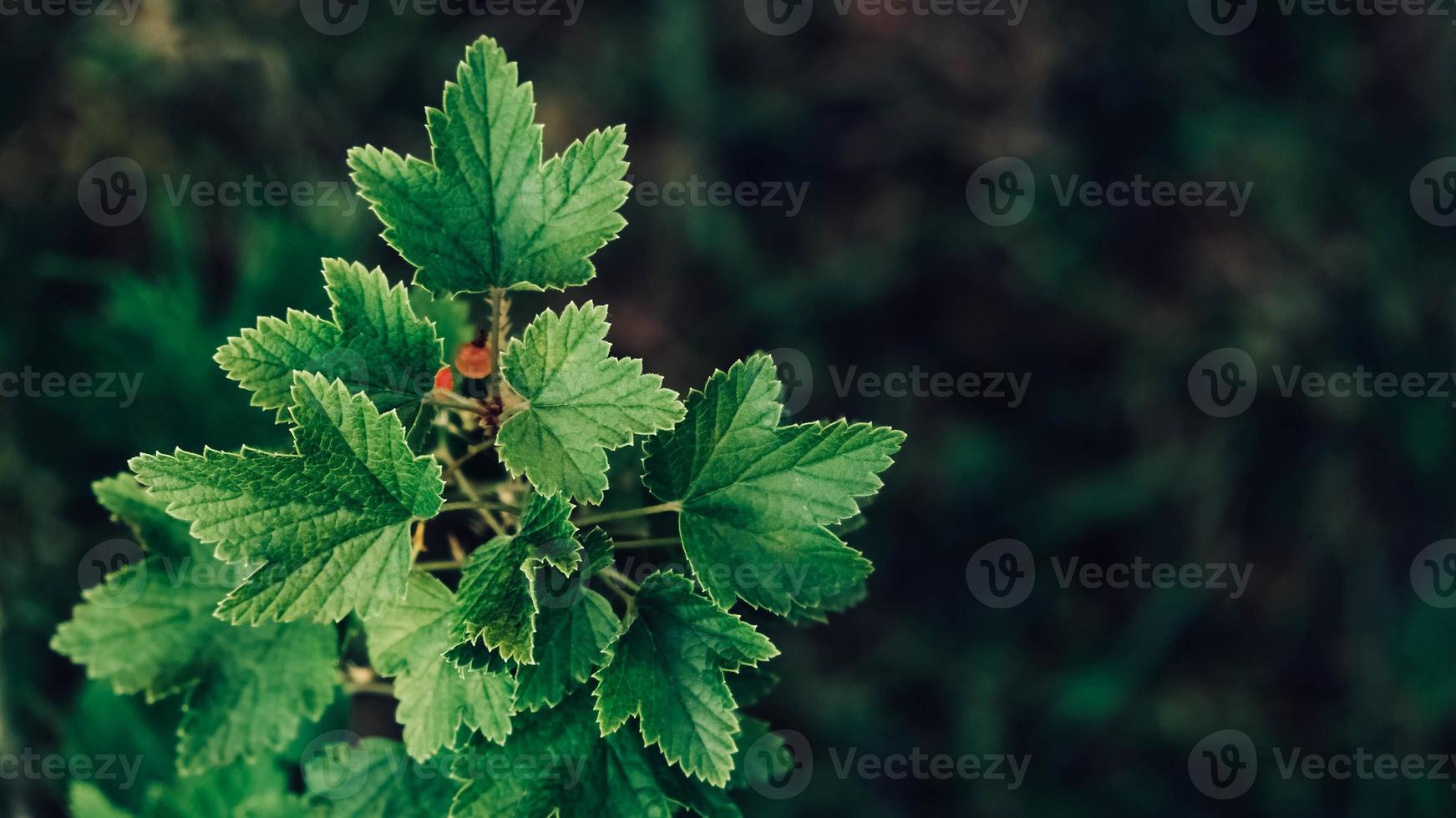 Red currant berries on a bush with green leaves on a branch in garden photo