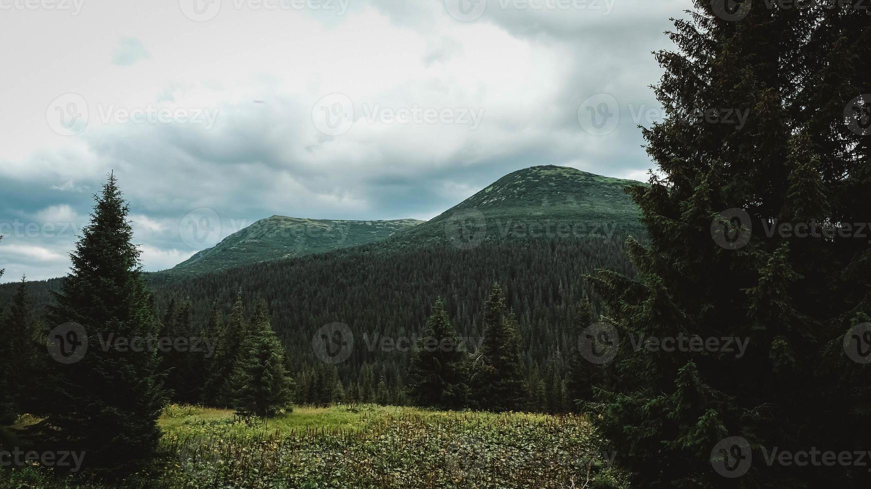 Green mountains of Carpathians in middle of forest against background of a dramatic sky photo