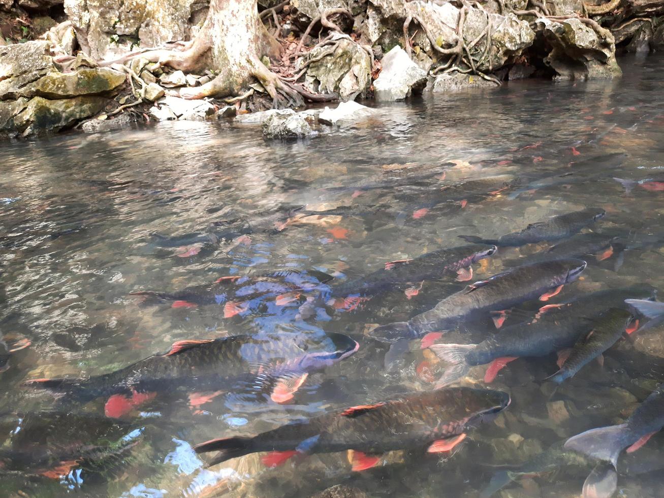 Defocus blurred group of fish under the water river in forest. transparent blue colored clear calm water surface texture with splashes and bubble. Trendy abstract nature background. Water river forest photo