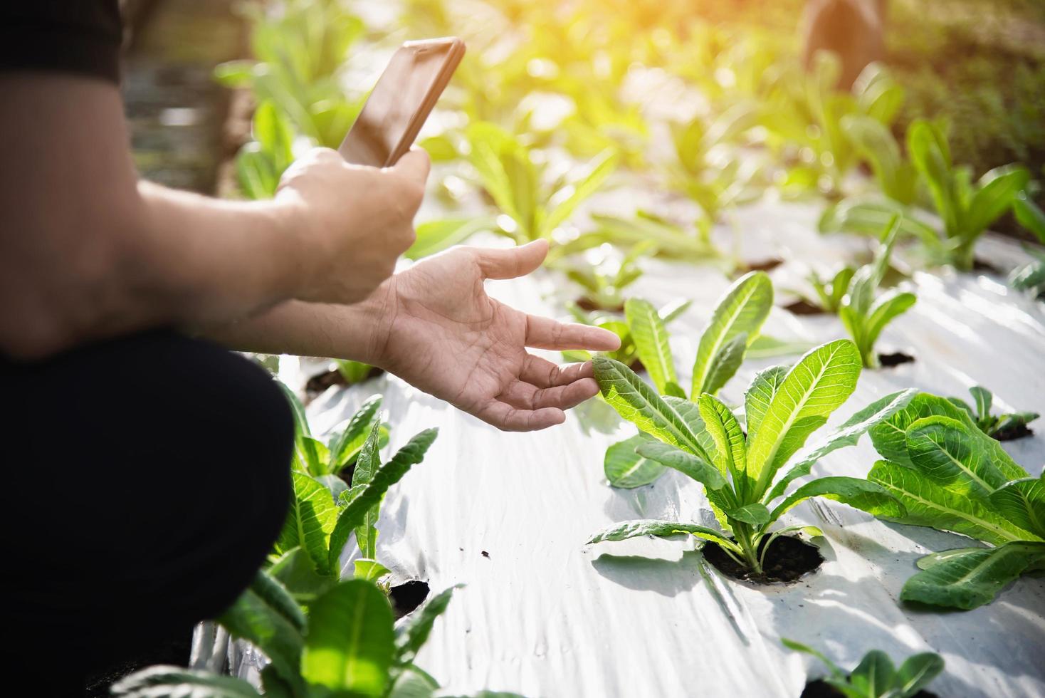 granjero que trabaja en su jardín de lechuga orgánica - granjeros inteligentes en concepto de agricultura orgánica limpia foto