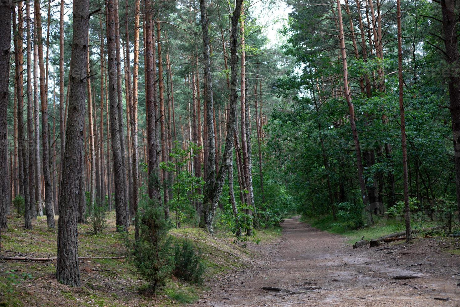 camino del bosque sendero por el bosque entre altos árboles verdes en un día soleado. parque nacional kampinoski en polonia. enfoque selectivo foto