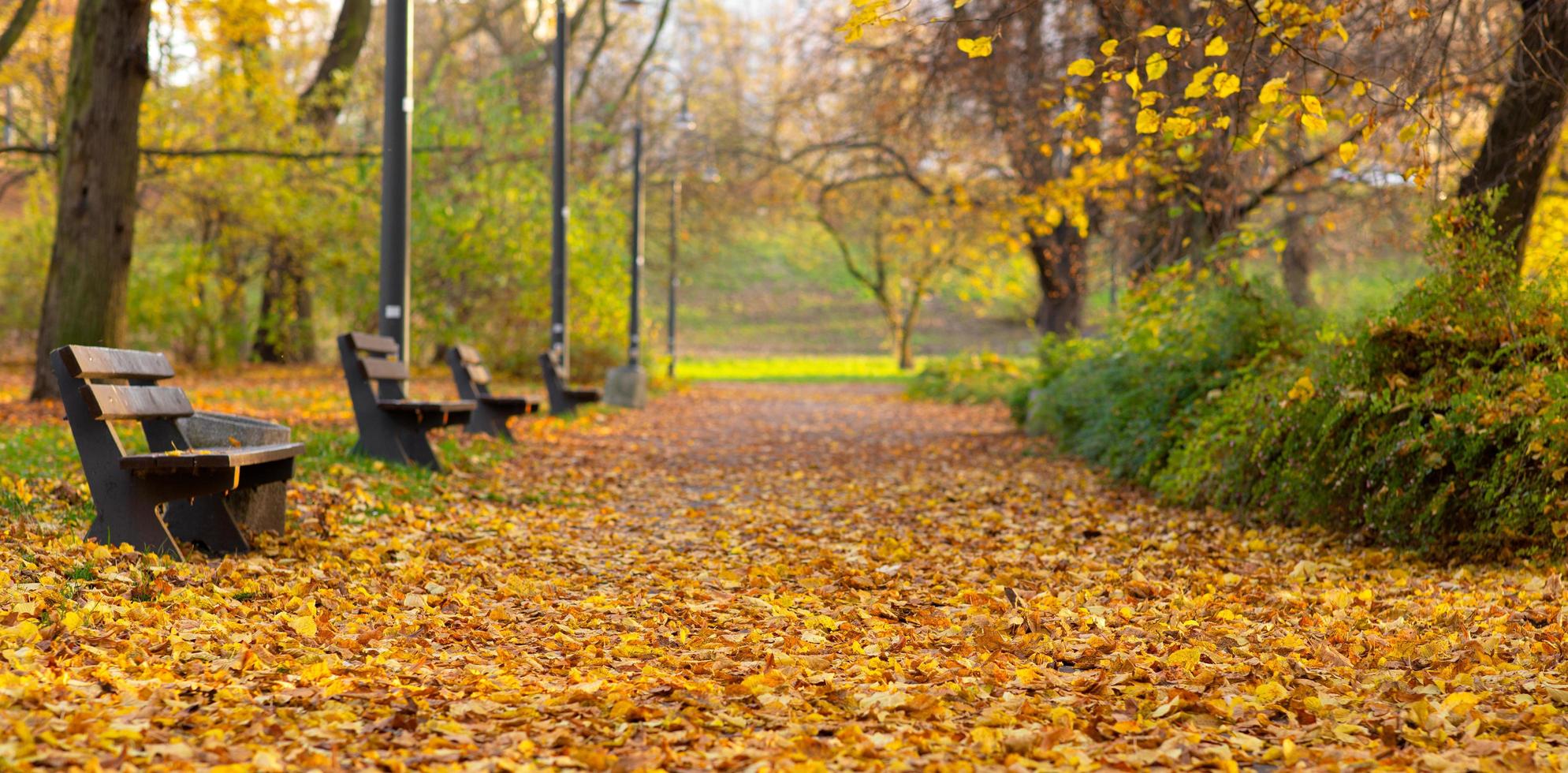 Panoramic view of bright yellow autumn trees in the park photo