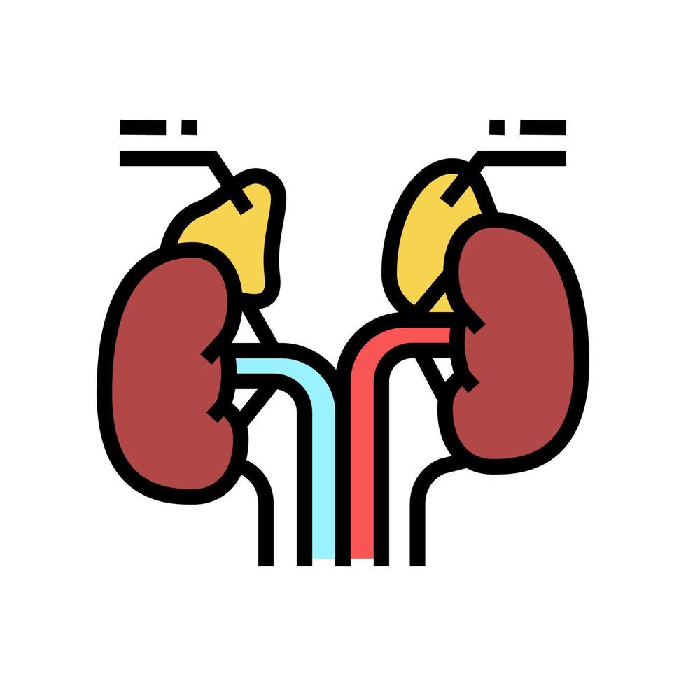 suprarrenales endocrinología color icono vector ilustración