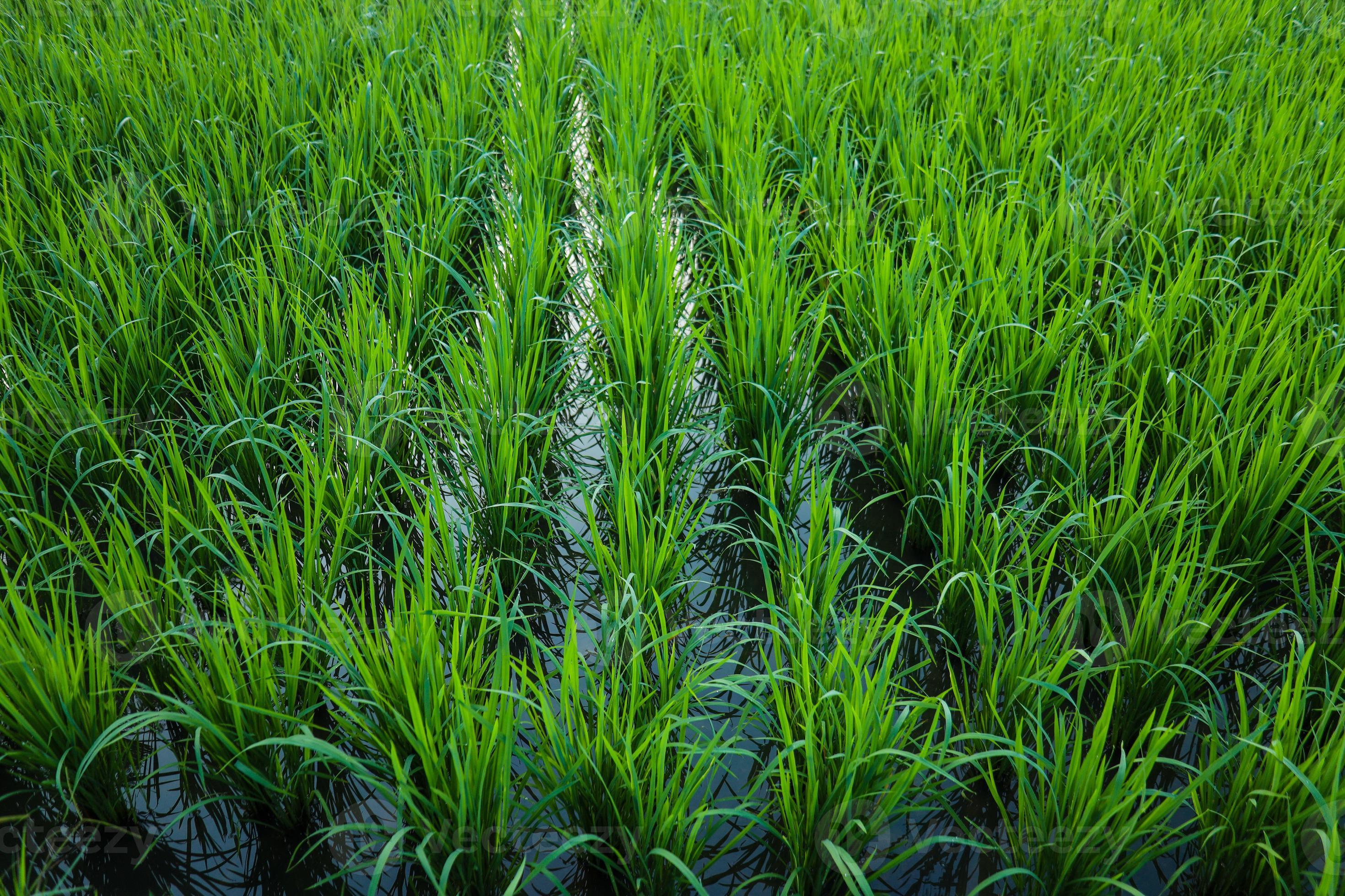 The Astonishing Productivity Of Intensive Wet Rice Cultivation - fw9kz8r