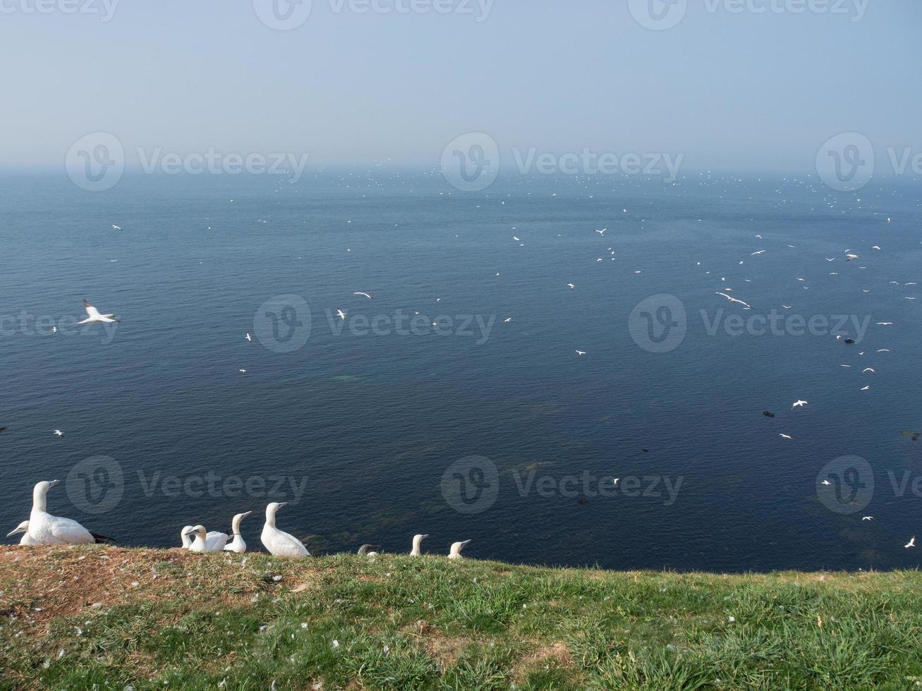 helgoland island in the north sea photo