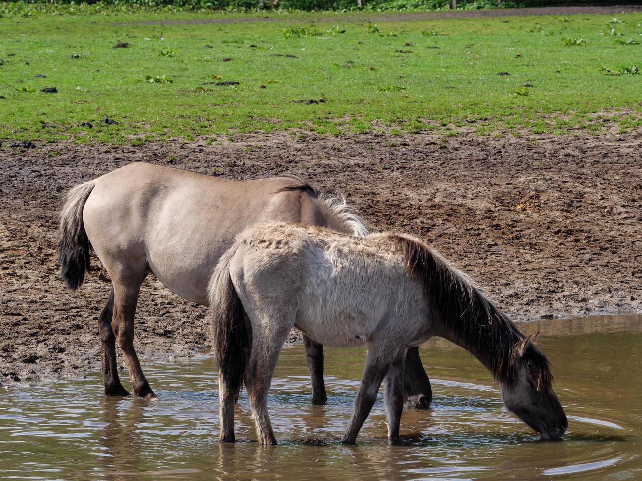 wild horses in westphalia photo