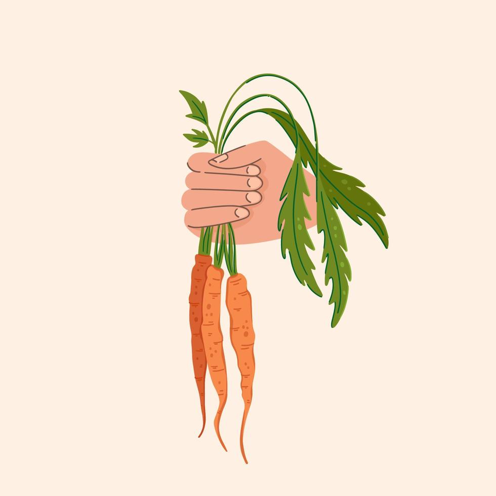 Harvesting carrots vector illustration. Hand with bunches of freshly picked carrots with tops