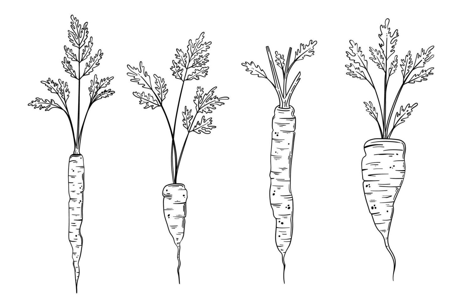 Hand drawn carrot vector set illustration. Organic vegetable food in sketch style. Freshly picked different carrots with tops