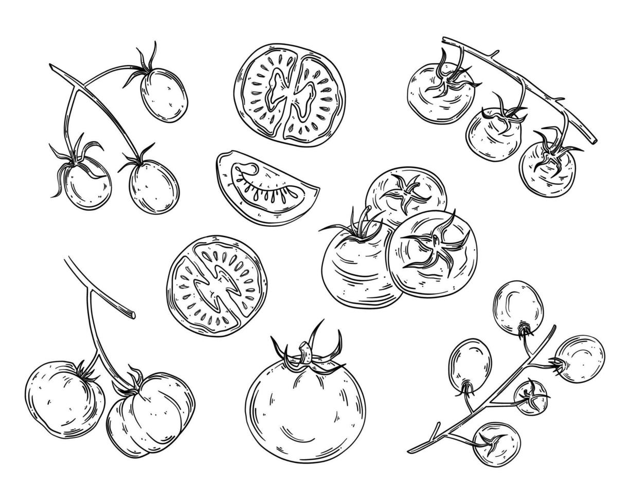 Tomato hand drawn vector set isolated on a white background. Hand drawn whole tomatoes, slices, half and cherry tomatoes in ink style sketch