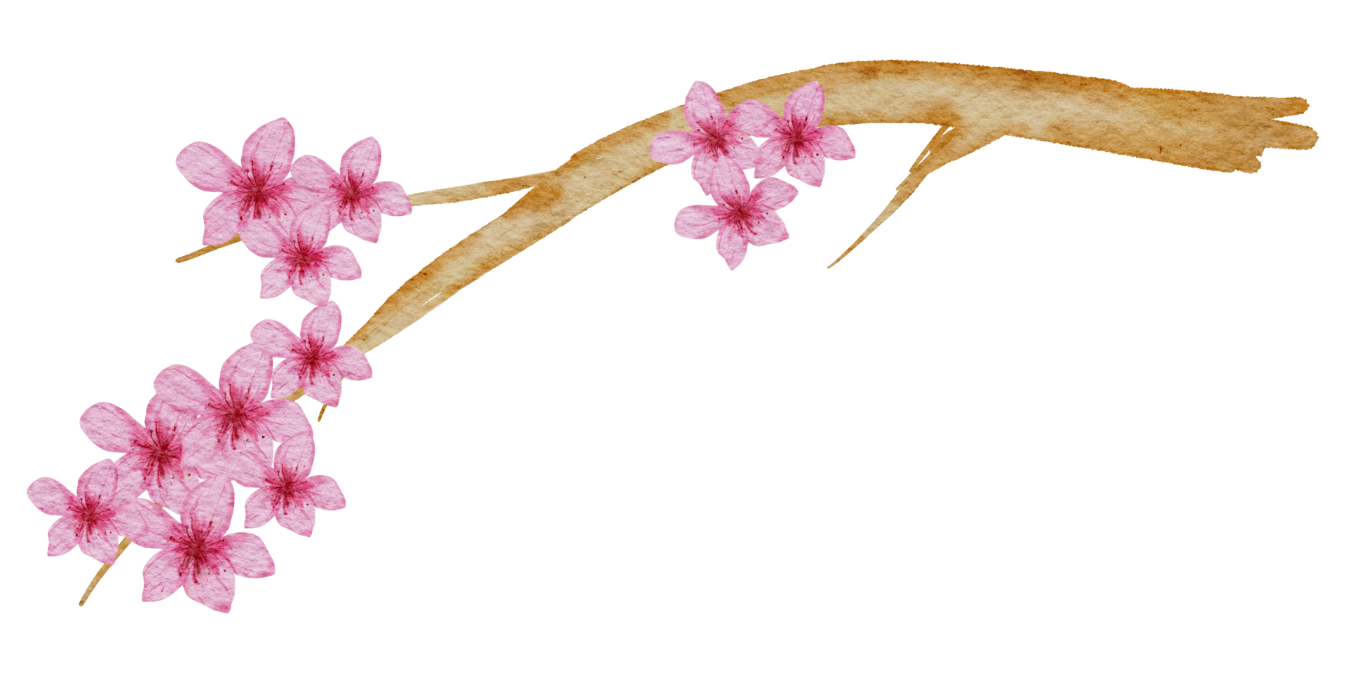 aquarelle fleur de cerisier png