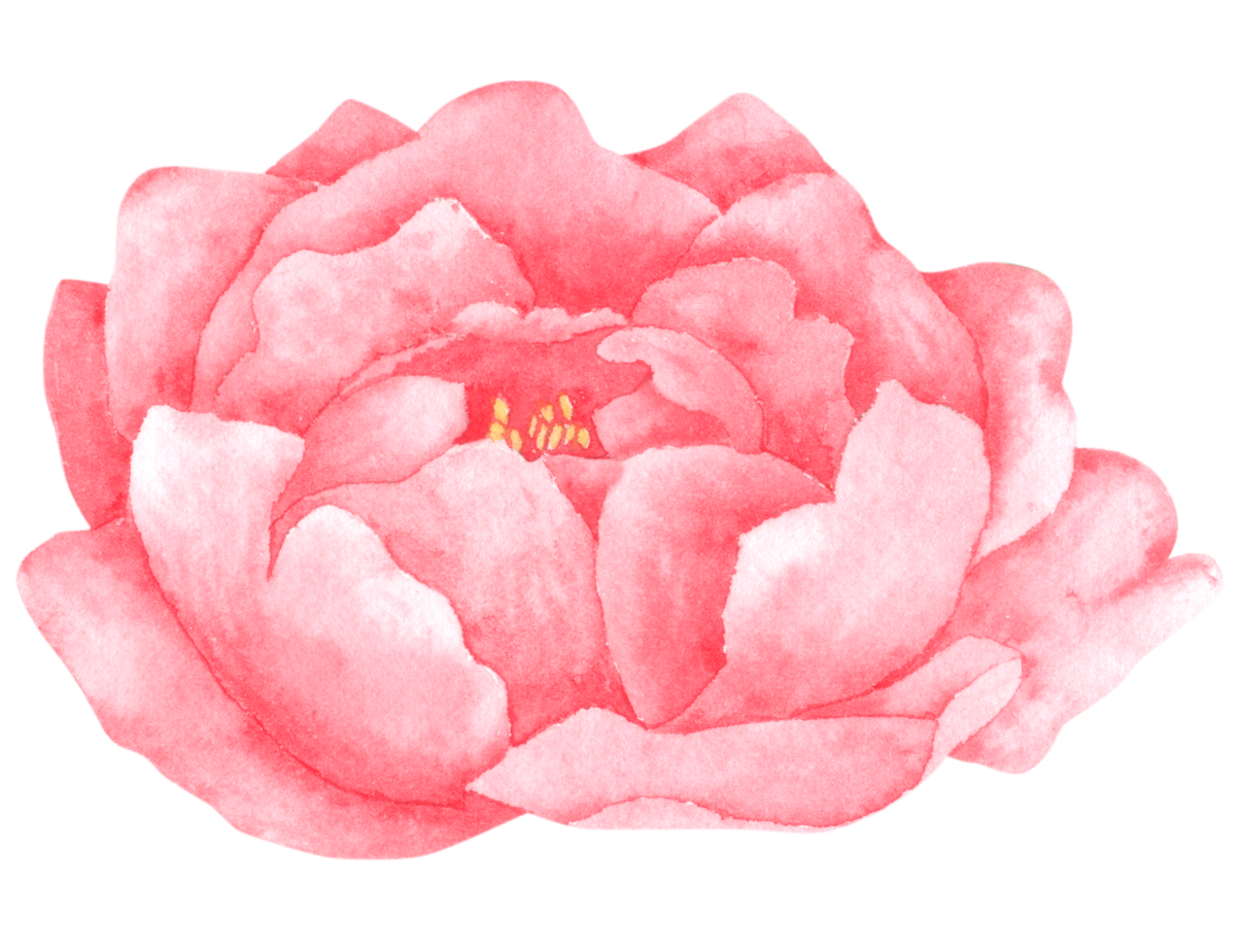 Peony flower watercolor hand paint png