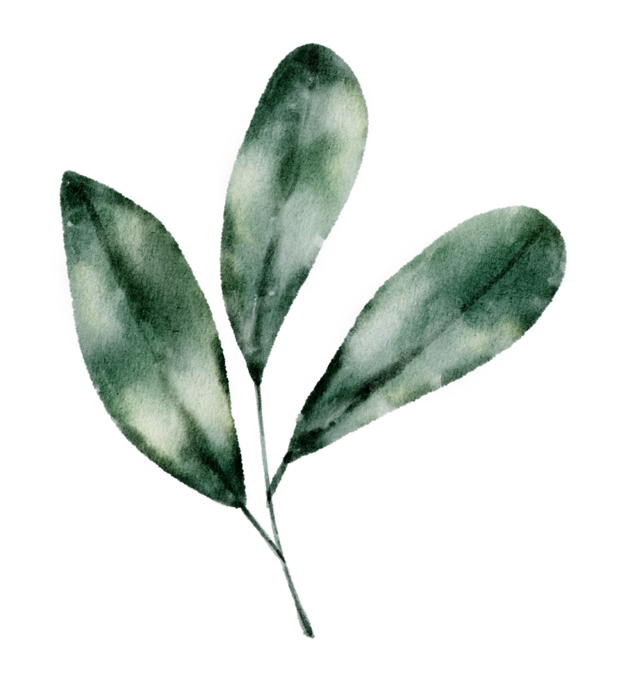 Green Leaf Element watercolor png