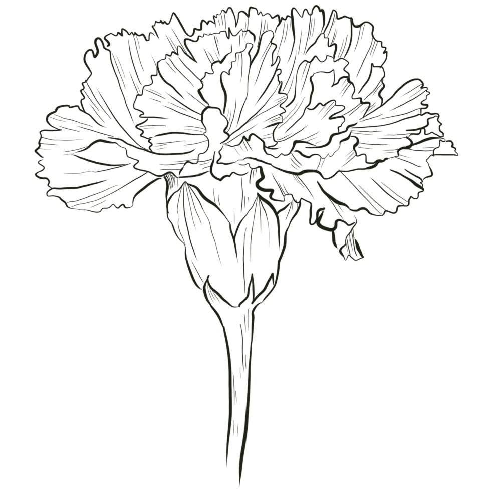 Carnation flower line art png