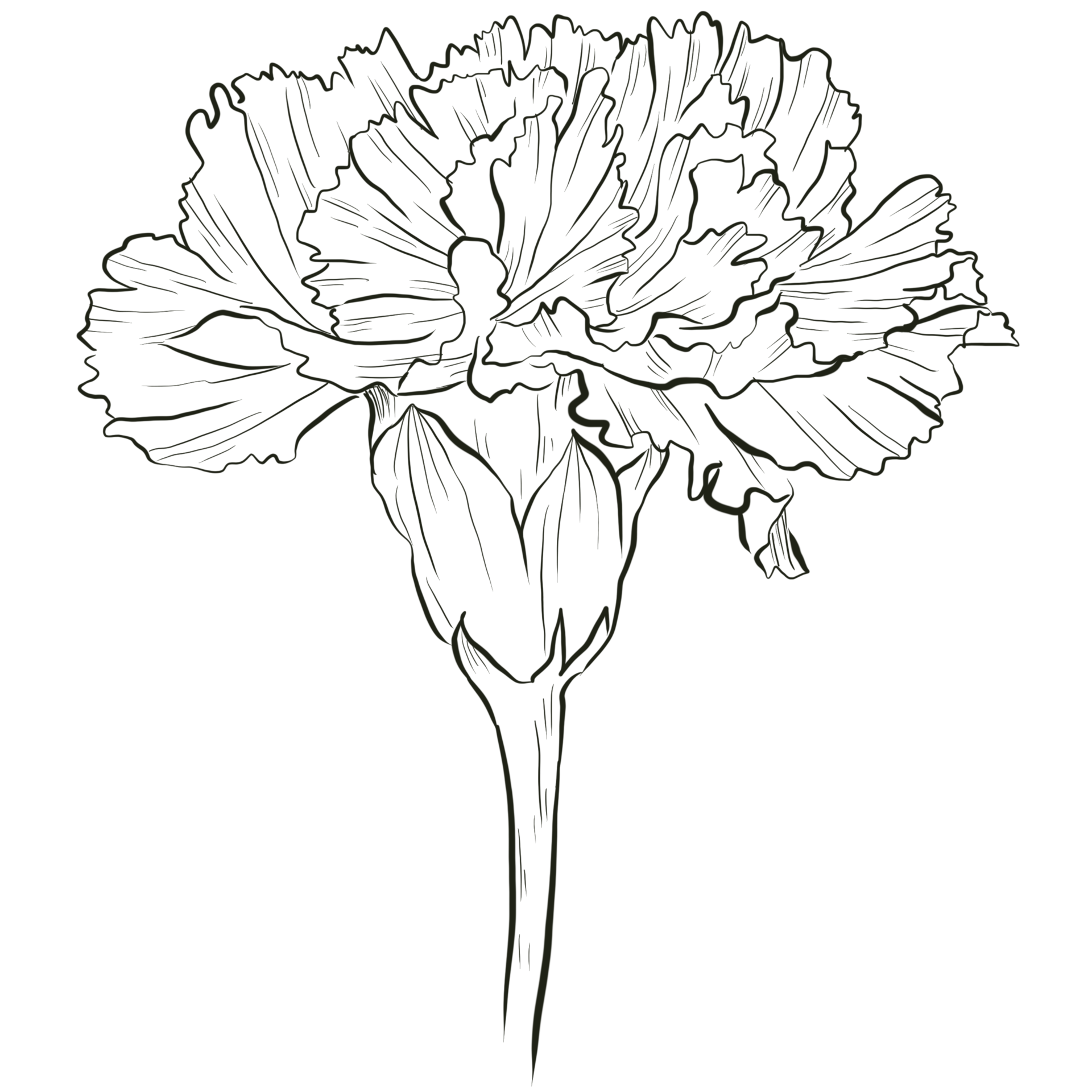 dessin au trait fleur d'oeillet 10249837 PNG