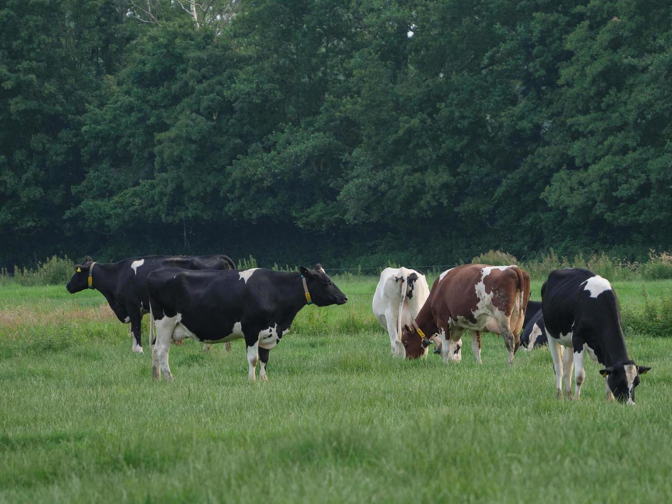 vacas en el muensterland alemán foto