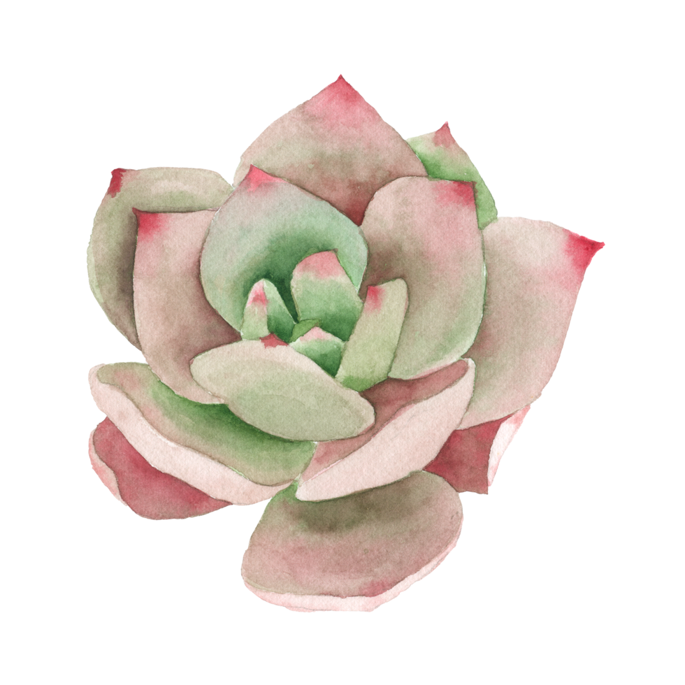 peinture à la main aquarelle cactus png