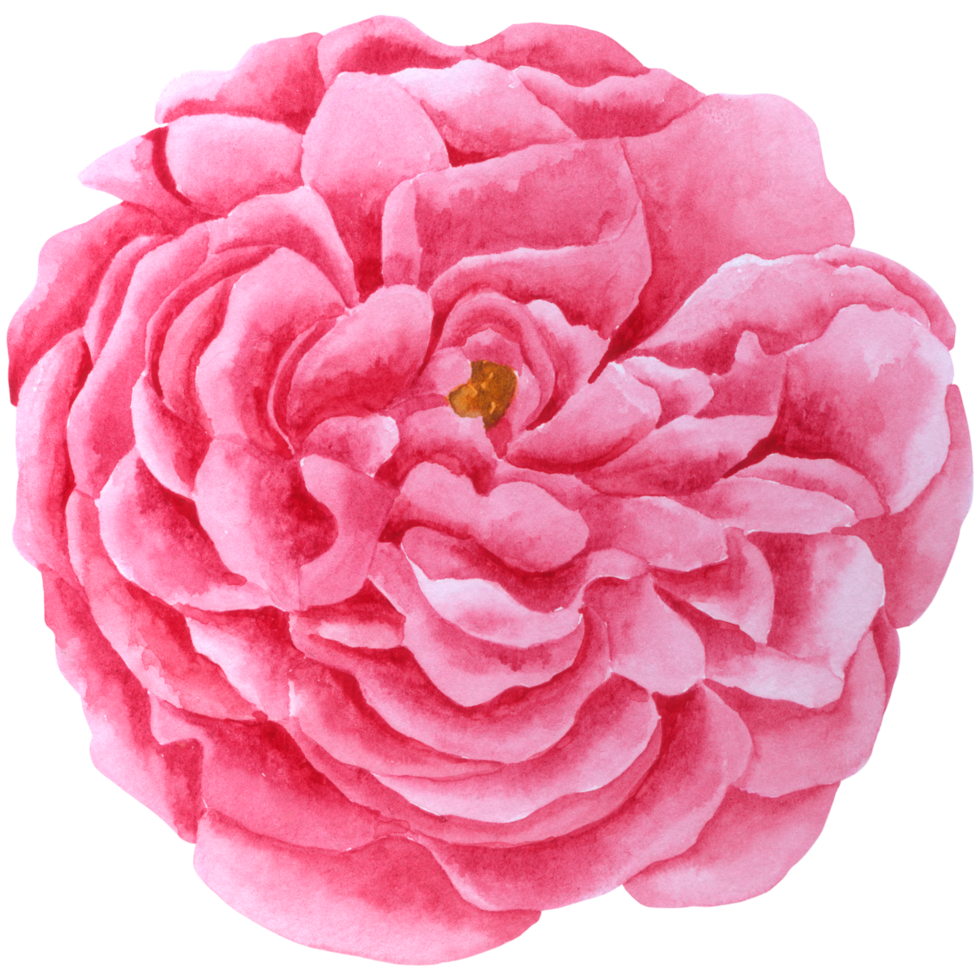 élément de fleur fleur de mariage aquarelle png