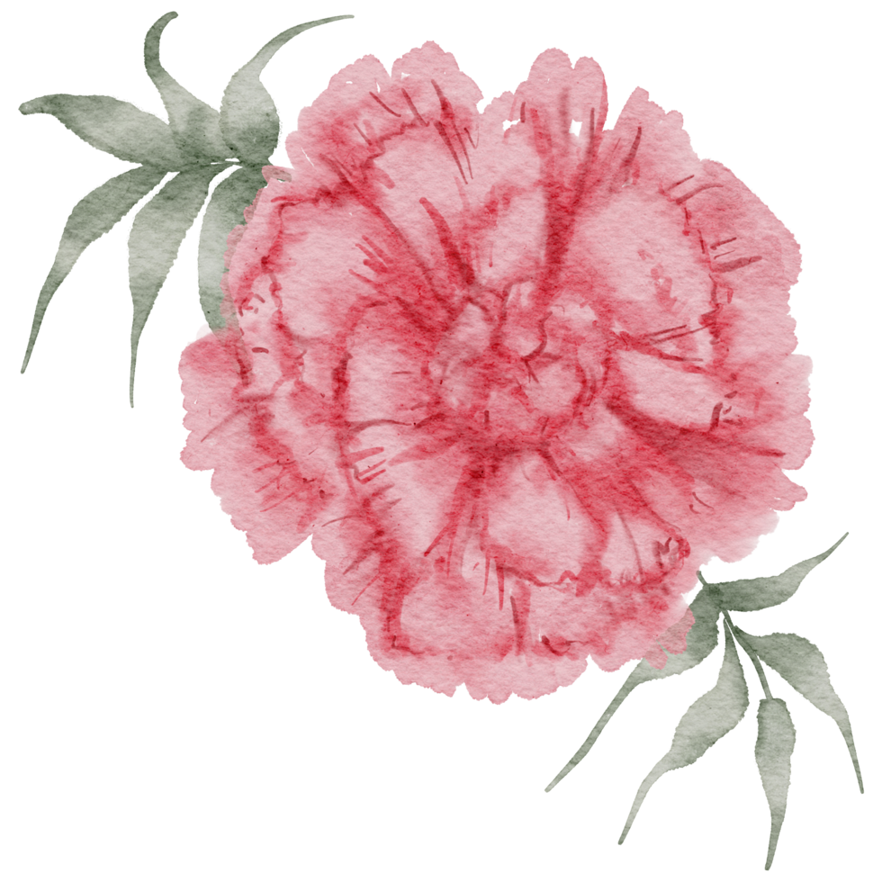Carnation flower watercolor png